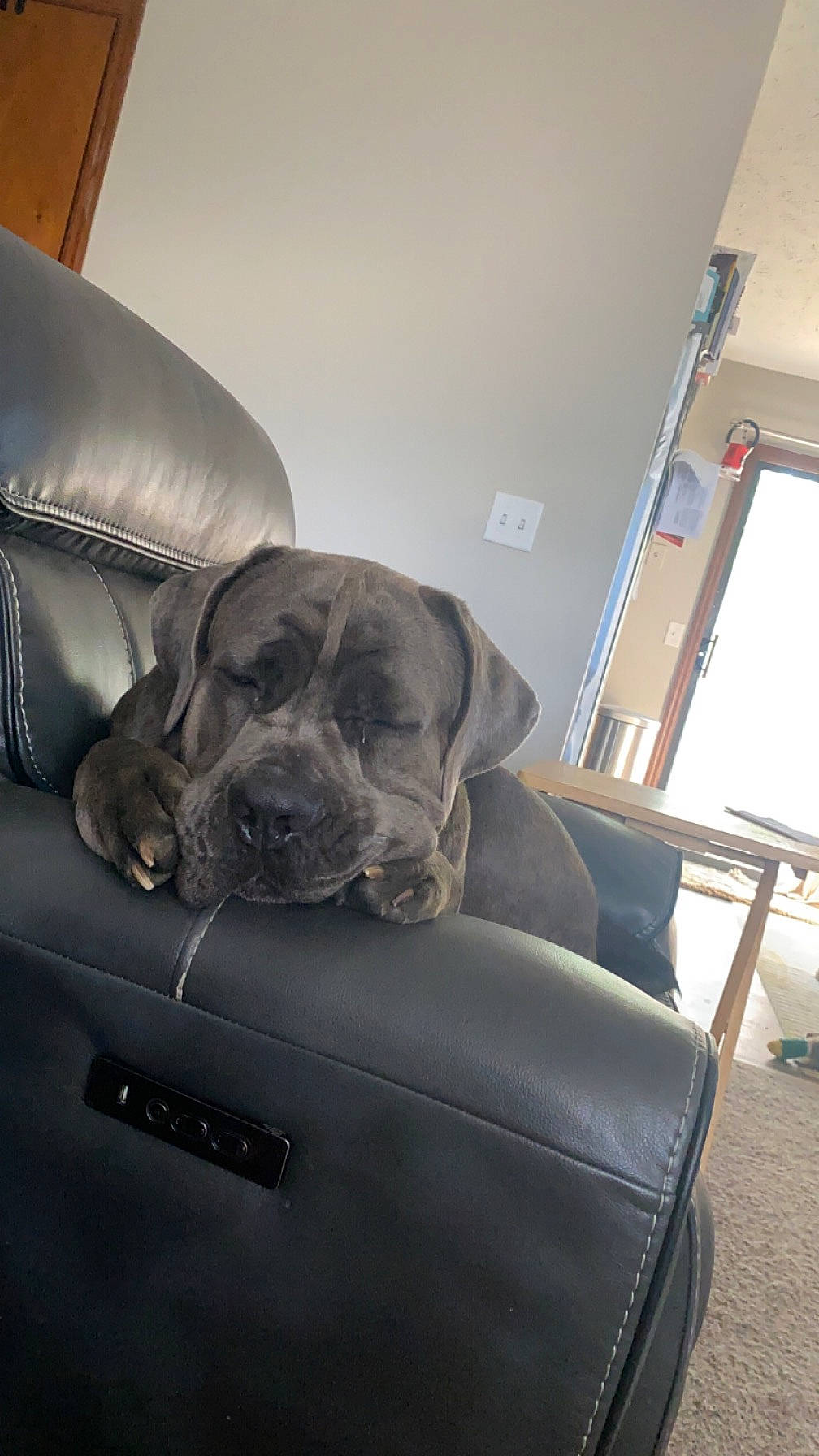 Semi joined the competition — help win amazing prizes! auto_part, canidae, carnivore, chair, comfort, companion_dog, dog, dog_breed, dog_collar, family_car, fawn, flooring, grey, hardwood, snout, sporting_group, vehicle_door, whiskers, wood, working_animal