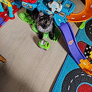 Ulysse participe au concours pour gagner de l'argent avec cette photo : kitten, cat, toy, race_track, car_toy, play_mat, floor, colorful, indoor, pet, curious, black_cat, gray_cat, yellow_eyes, plastic_toy, childrens_toy, wood_floor, purple_ramp, blue_rug, orange_ramp