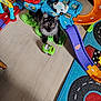 kitten, cat, toy, race_track, car_toy, play_mat, floor, colorful, indoor, pet, curious, black_cat, gray_cat, yellow_eyes, plastic_toy, childrens_toy, wood_floor, purple_ramp, blue_rug, orange_ramp