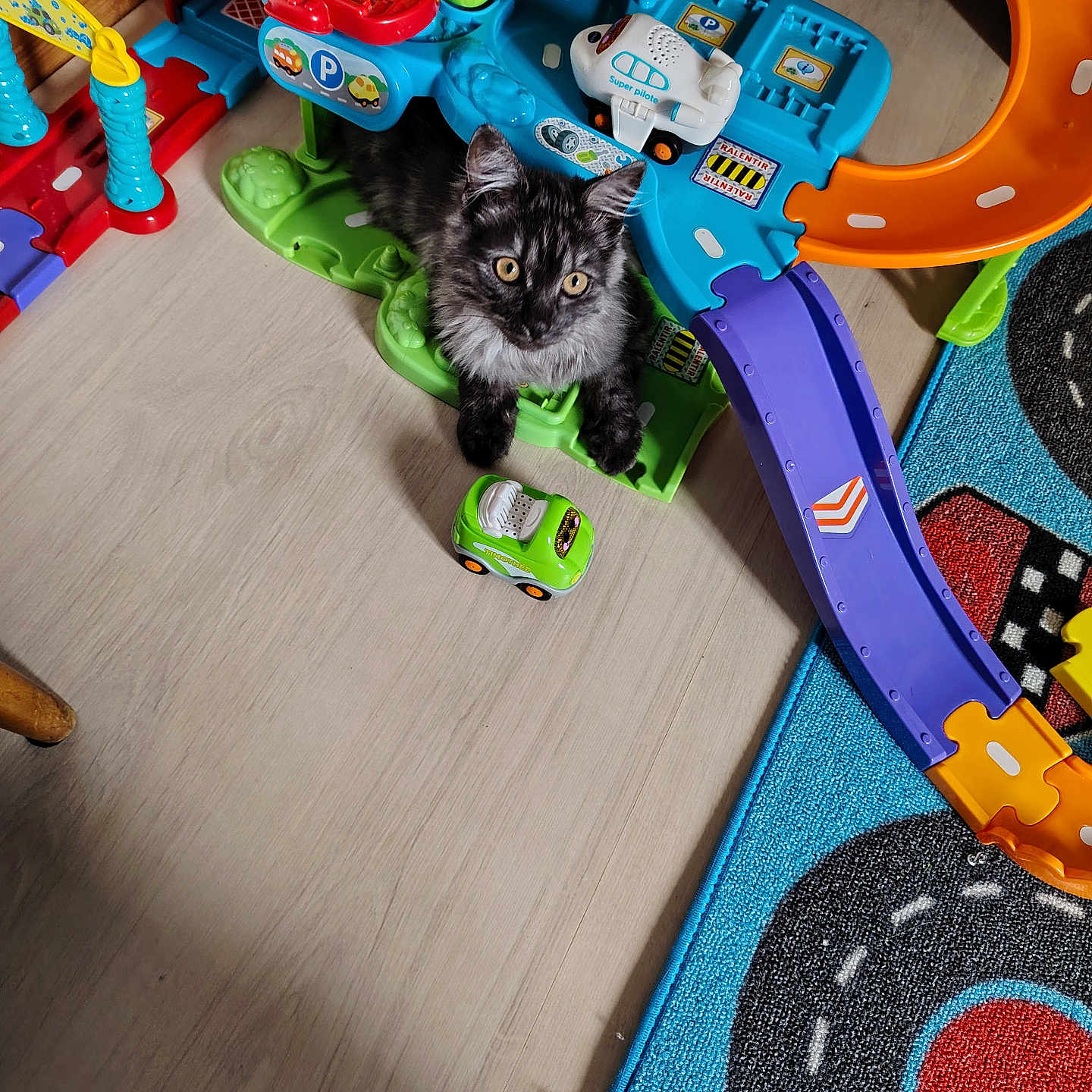 Ulysse participe au concours pour gagner de l'argent avec cette photo : black_cat, blue_rug, car_toy, cat, childrens_toy, colorful, curious, floor, gray_cat, indoor, kitten, orange_ramp, pet, plastic_toy, play_mat, purple_ramp, race_track, toy, wood_floor, yellow_eyes