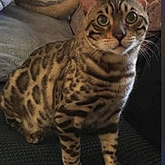 Chunk is registered to the contest to win money with this photo: cat, bengal_cat, animal, pet, feline, striped, spotted, sitting, indoor, couch, furniture, closeup, whiskers, ears, eyes, fur, domestic_animal, mammal, cute, curious