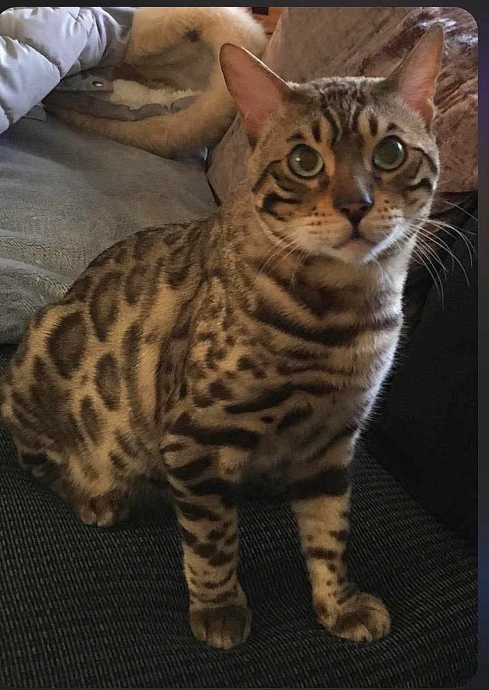 Chunk is registered to the contest to win money with this photo: cat, bengal_cat, animal, pet, feline, striped, spotted, sitting, indoor, couch, furniture, closeup, whiskers, ears, eyes, fur, domestic_animal, mammal, cute, curious