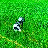 Anthony Darnond a rejoint le concours — aidez-le/la à gagner de superbes lots ! animal, black_and_white, canine, curious, daylight, dog, field, fur, grass, green, meadow, nature, outdoor, pet, plant, playful, sniffing, summer, tail, wild