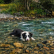 Anthony Darnond a rejoint le concours — aidez-le/la à gagner de superbes lots ! animal, canine, curious, dog, forest, fresh, greenery, landscape, laying, nature, outdoor, peaceful, river, rocks, scenic, stream, summer, water, wet, wildlife