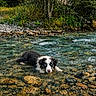 animal, canine, curious, dog, forest, fresh, greenery, landscape, laying, nature, outdoor, peaceful, river, rocks, scenic, stream, summer, water, wet, wildlife