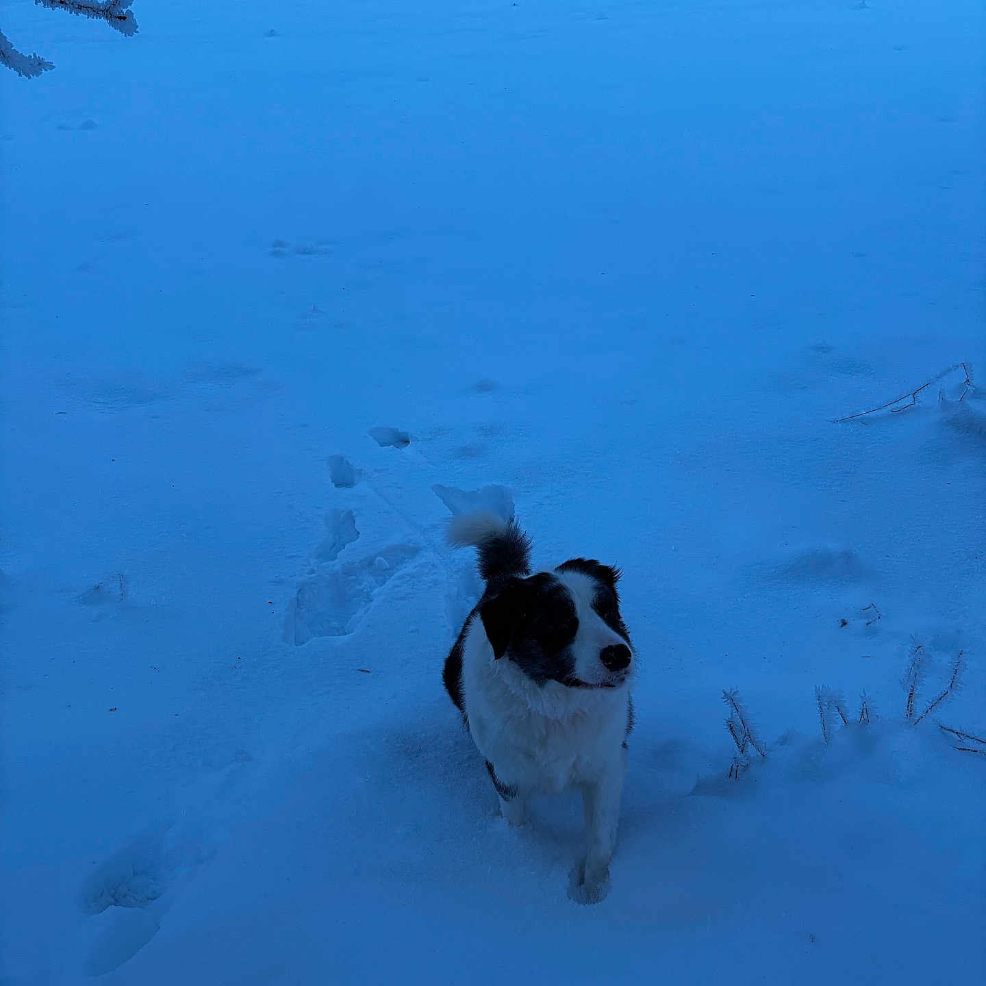 Anthony Darnond a rejoint le concours — aidez-le/la à gagner de superbes lots ! animal, black_and_white, canine, cold, curious, daylight, dog, field, fur, landscape, nature, outdoor, paw_prints, pet, playful, quiet, snow, trees, walking, winter