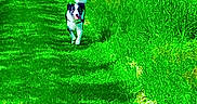 Anthony Darnond participe au concours pour gagner de l'argent avec cette photo : animal, blue_sky, canine, countryside, daylight, dog, fence, field, grass, greenery, happy, landscape, nature, outdoor, path, pet, playful, running, sky, summer