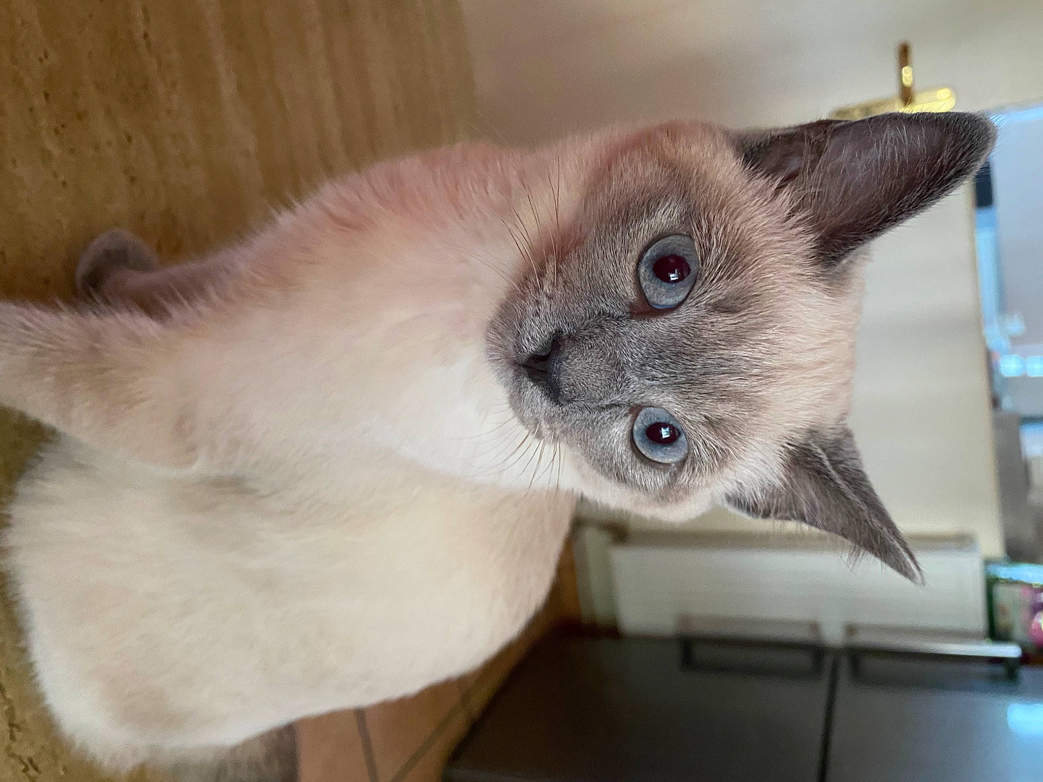 Bounthy a rejoint le concours — aidez-le/la à gagner de superbes lots ! balinese, birman, carnivore, cat, domestic_short_haired_cat, fawn, felidae, fur, siamese, small_to_medium_sized_cats, snout, thai, whiskers