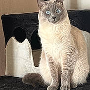 Bounthy participe au concours pour gagner de l'argent avec cette photo : cat, feline, blue_eyes, colorpoint, pet, cat_tree, indoor, sitting, paws, fur, whiskers, portrait, looking_at_camera, domestic_animal, cute, relaxed, home, furniture, closeup, fluffy