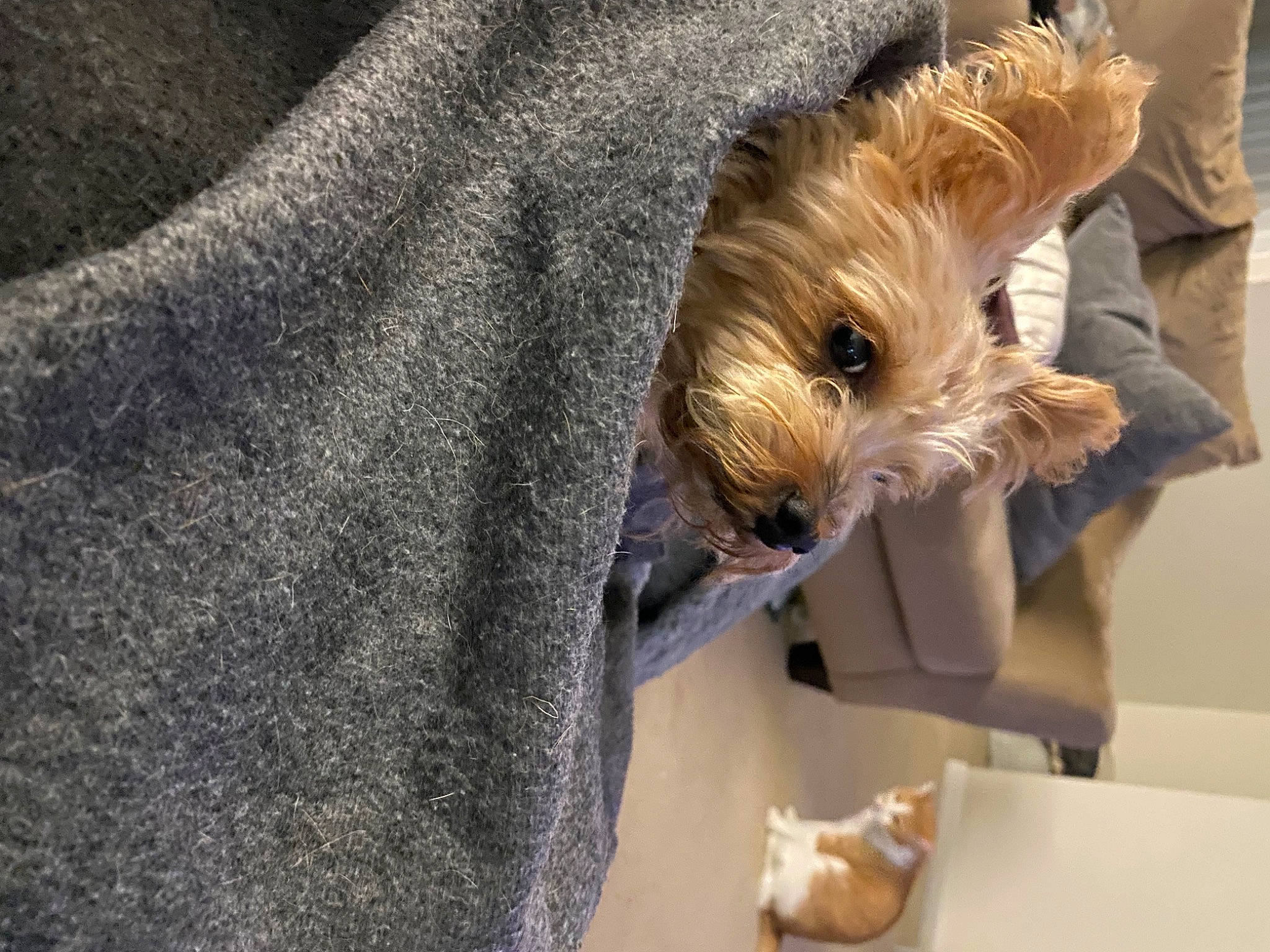 Enzo is registered to the contest to win money with this photo: biewer_terrier, canidae, carnivore, companion_dog, dog, dog_breed, dog_clothes, dog_supply, fawn, fur, lakeland_terrier, puppy, small_terrier, snout, sporting_group, terrier, toy_dog, water_dog, working_animal