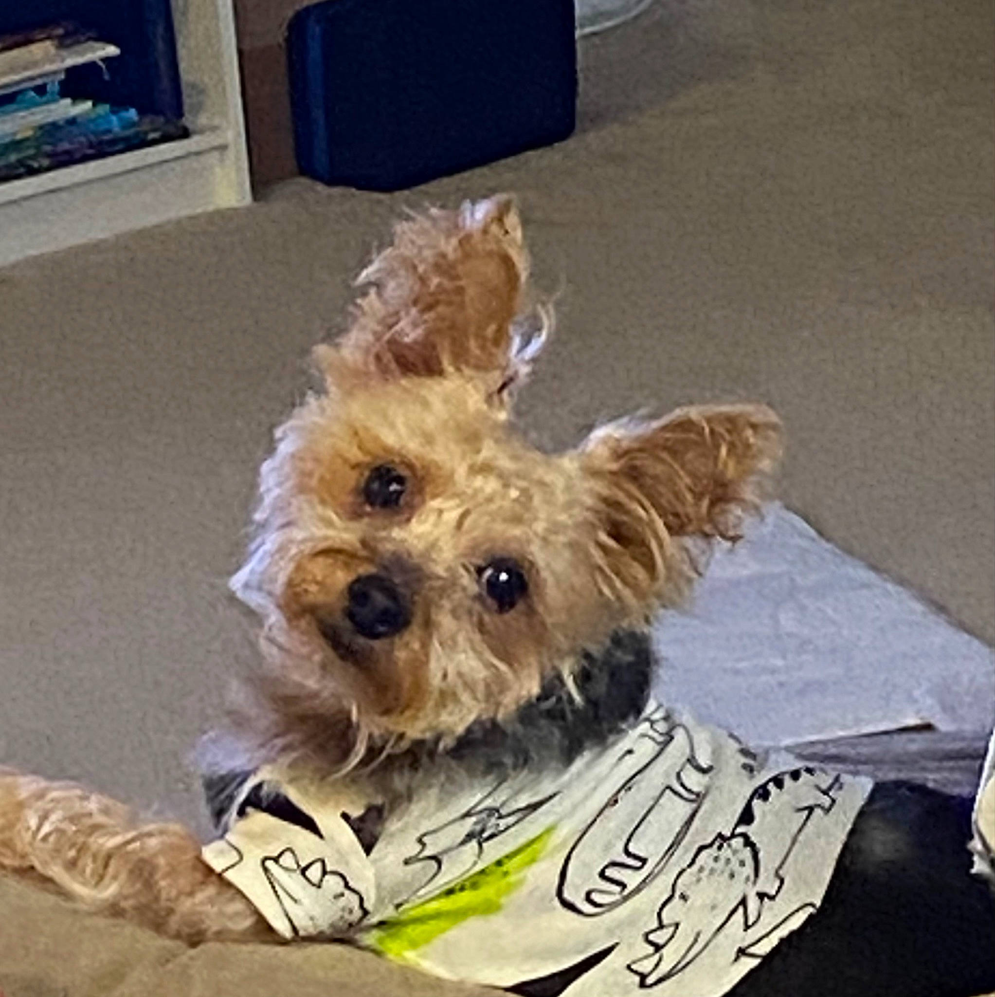 Enzo joined the competition — help win amazing prizes! biewer_terrier, canidae, carnivore, companion_dog, dog, dog_breed, dog_clothes, dog_supply, fawn, maltepoo, non_sporting_group, pet_supply, puppy, small_terrier, sporting_group, terrier, toy_dog, working_animal, yorkipoo