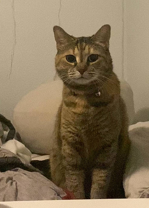 Raven is registered to the contest to win money with this photo: carnivore, cat, comfort, domestic_short_haired_cat, felidae, fur, grey, sitting, small_to_medium_sized_cats, tail, terrestrial_animal, whiskers