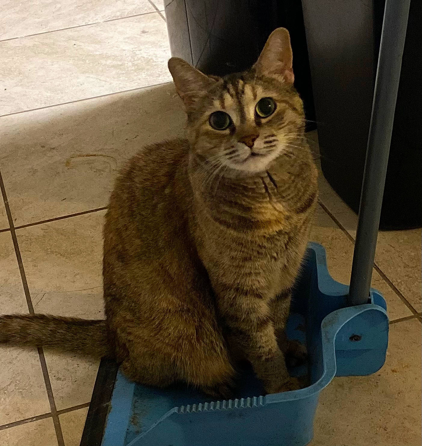 Raven is registered to the contest to win money with this photo: carnivore, cat, domestic_short_haired_cat, door, felidae, fur, grey, metal, paw, russian_blue, sitting, small_to_medium_sized_cats, snout, tail, terrestrial_animal, whiskers