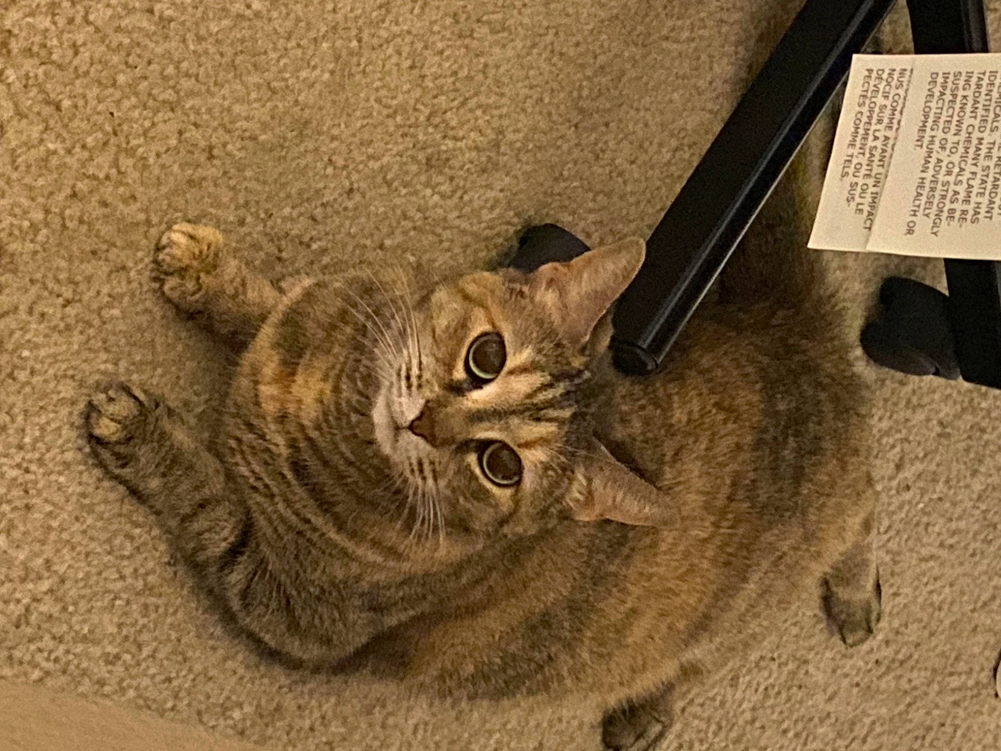 Raven is registered to the contest to win money with this photo: art, artifact, carnivore, cat, domestic_short_haired_cat, felidae, fur, metal, relief, sculpture, small_to_medium_sized_cats, snout, soil, statue, tail, terrestrial_animal, trunk, whiskers, wood, wrinkle