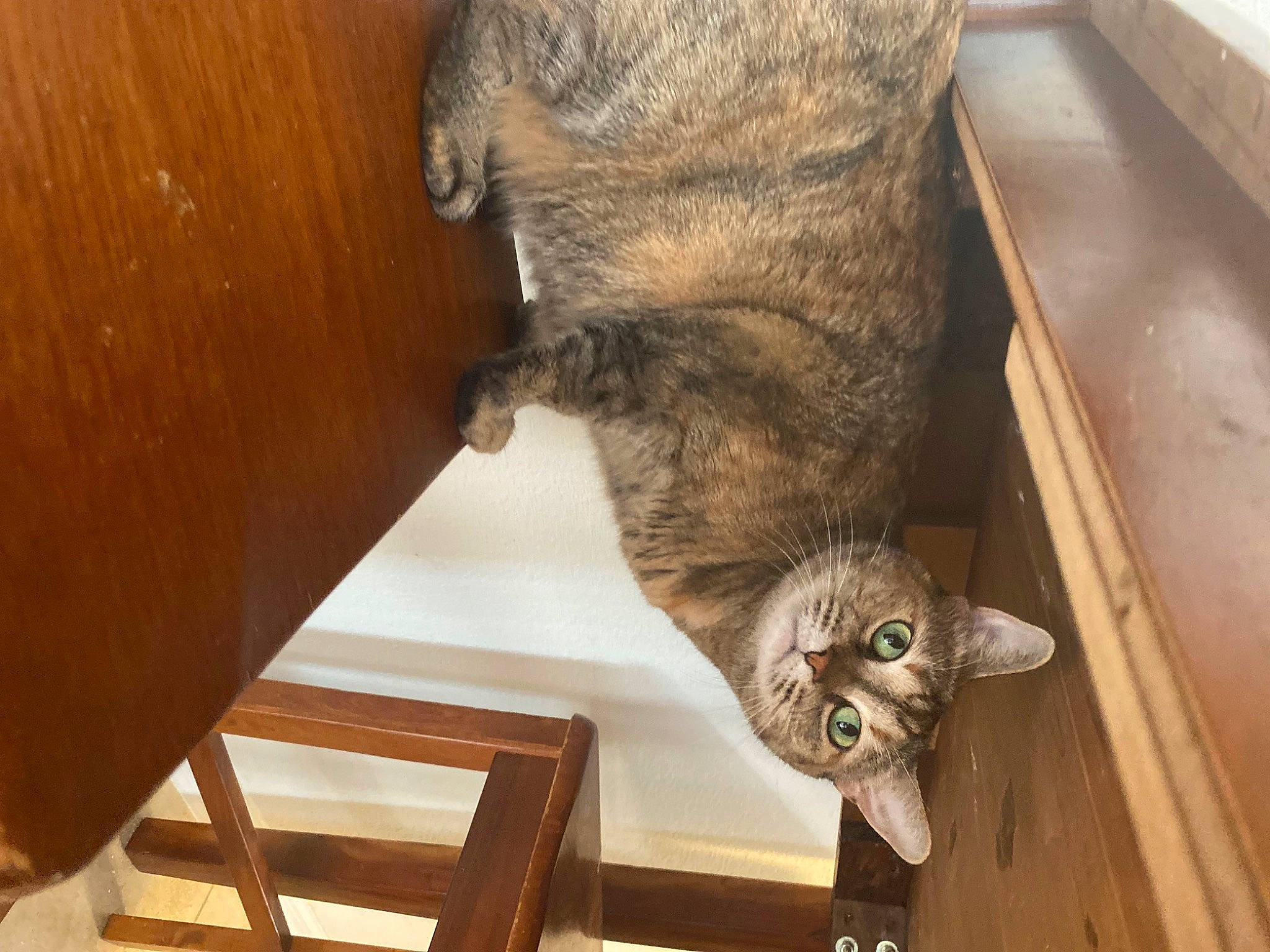 Raven joined the competition — help win amazing prizes! carnivore, cat, cat_supply, comfort, domestic_short_haired_cat, felidae, fur, hardwood, mammal, small_to_medium_sized_cats, tail, vertebrate, whiskers, wood