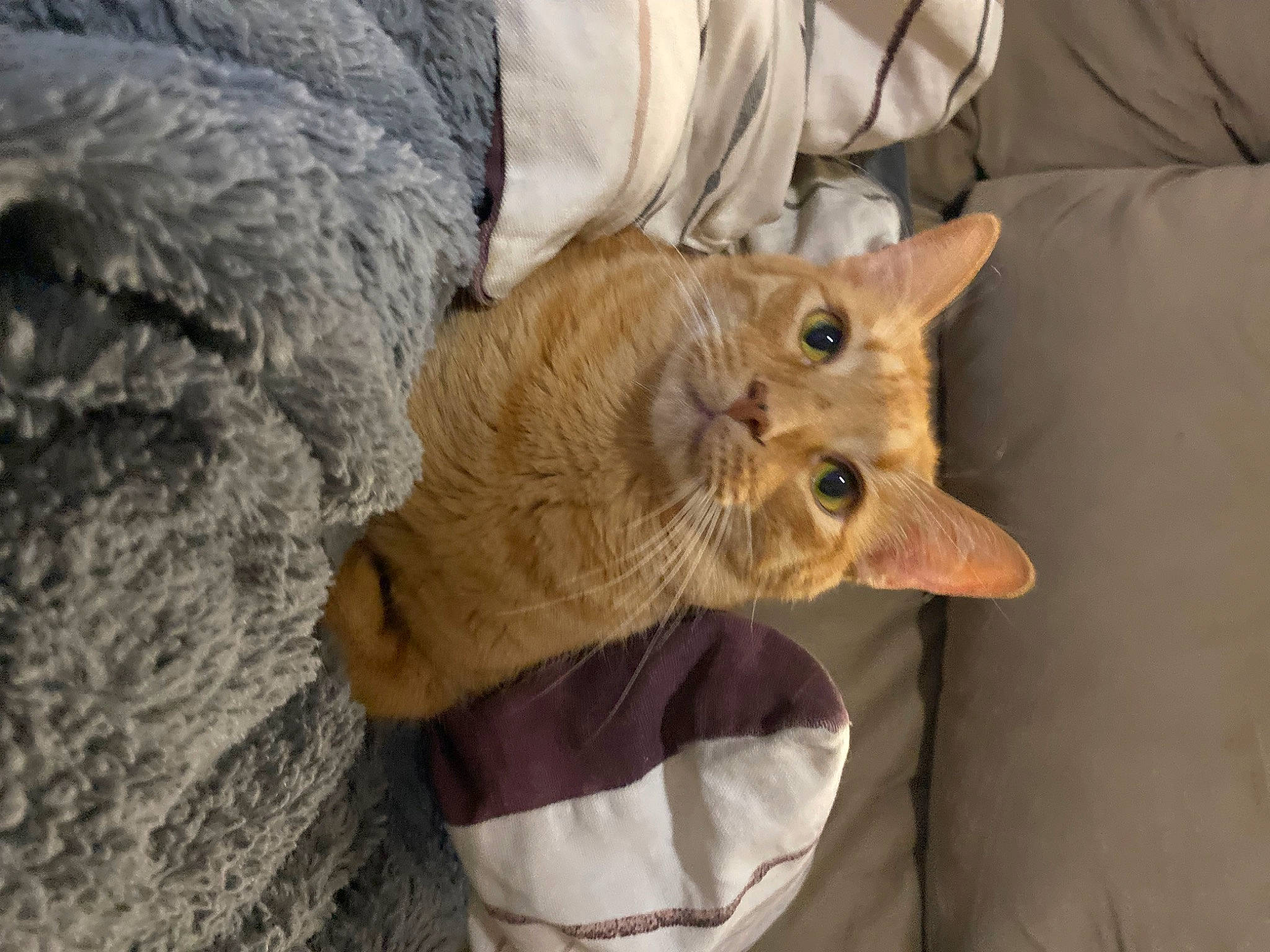 Oliver Queen is registered to the contest to win money with this photo: canidae, carnivore, cat, claw, comfort, companion_dog, dog_breed, domestic_short_haired_cat, ear, fawn, felidae, fur, small_to_medium_sized_cats, snout, sporting_group, tail, terrestrial_animal, whiskers, wood, working_animal