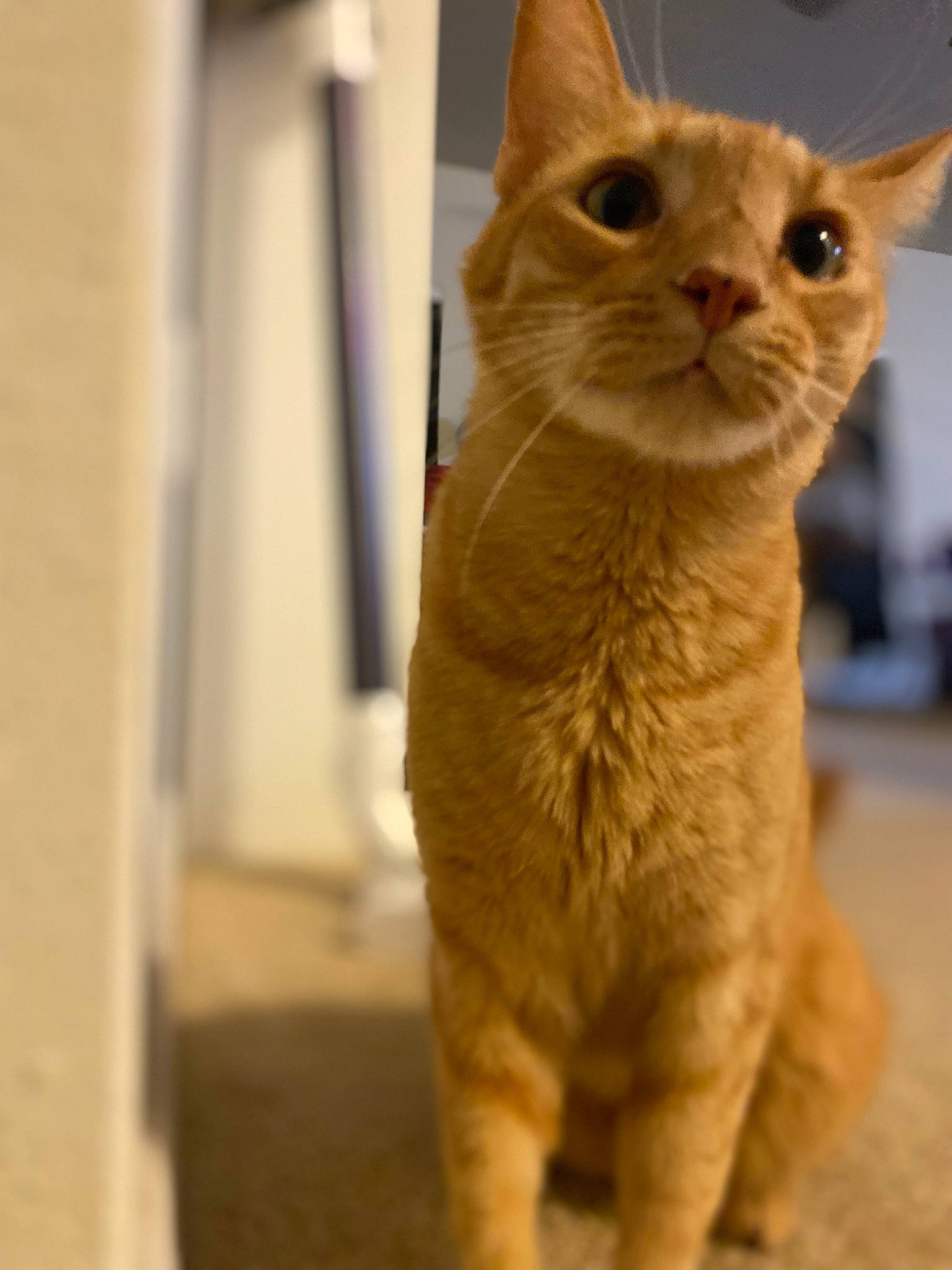 Oliver Queen is registered to the contest to win money with this photo: balance, carnivore, cat, claw, domestic_short_haired_cat, ear, eye, fawn, felidae, fur, iris, paw, small_to_medium_sized_cats, snout, tail, terrestrial_animal, whiskers, wood