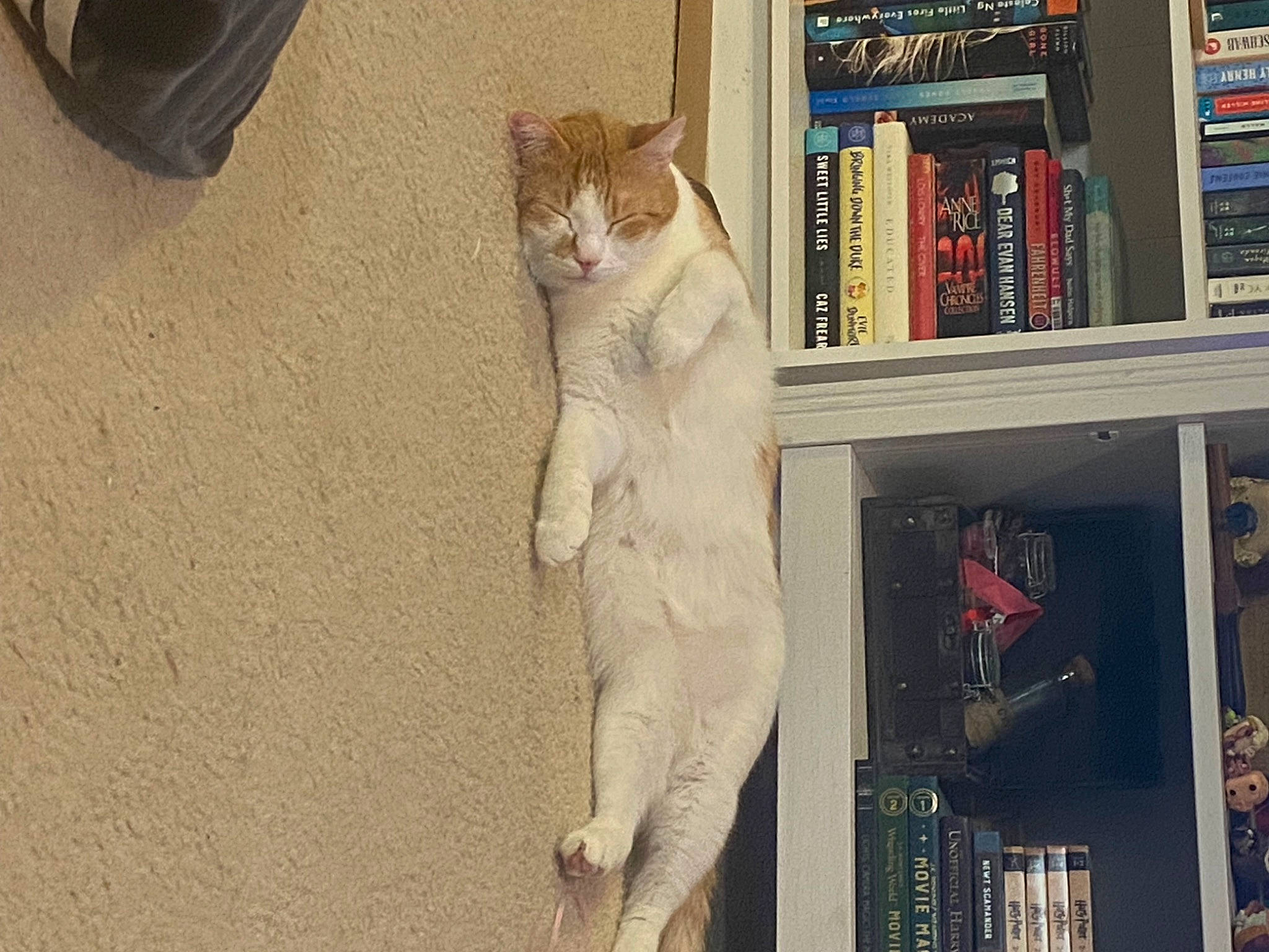 Barry joined the competition — help win amazing prizes! book, bookcase, carmine, carnivore, cat, collection, domestic_short_haired_cat, fawn, felidae, foot, fur, paw, publication, room, shelf, shelving, small_to_medium_sized_cats, tail, whiskers, window