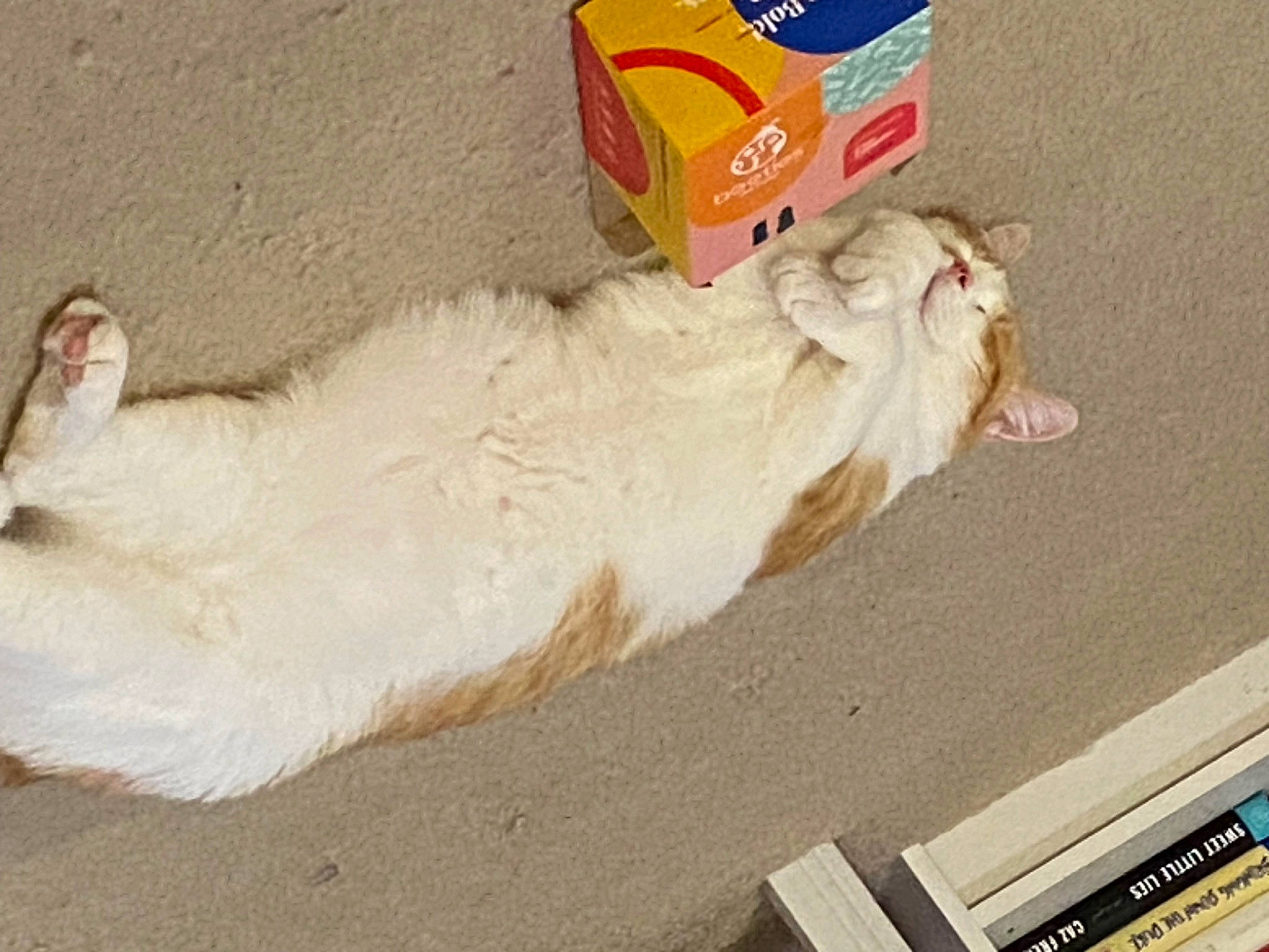 Barry joined the competition — help win amazing prizes! asphalt, carnivore, cat, claw, domestic_short_haired_cat, fawn, felidae, fur, gas, paw, small_to_medium_sized_cats, snout, tail, terrestrial_animal, vehicle, whiskers