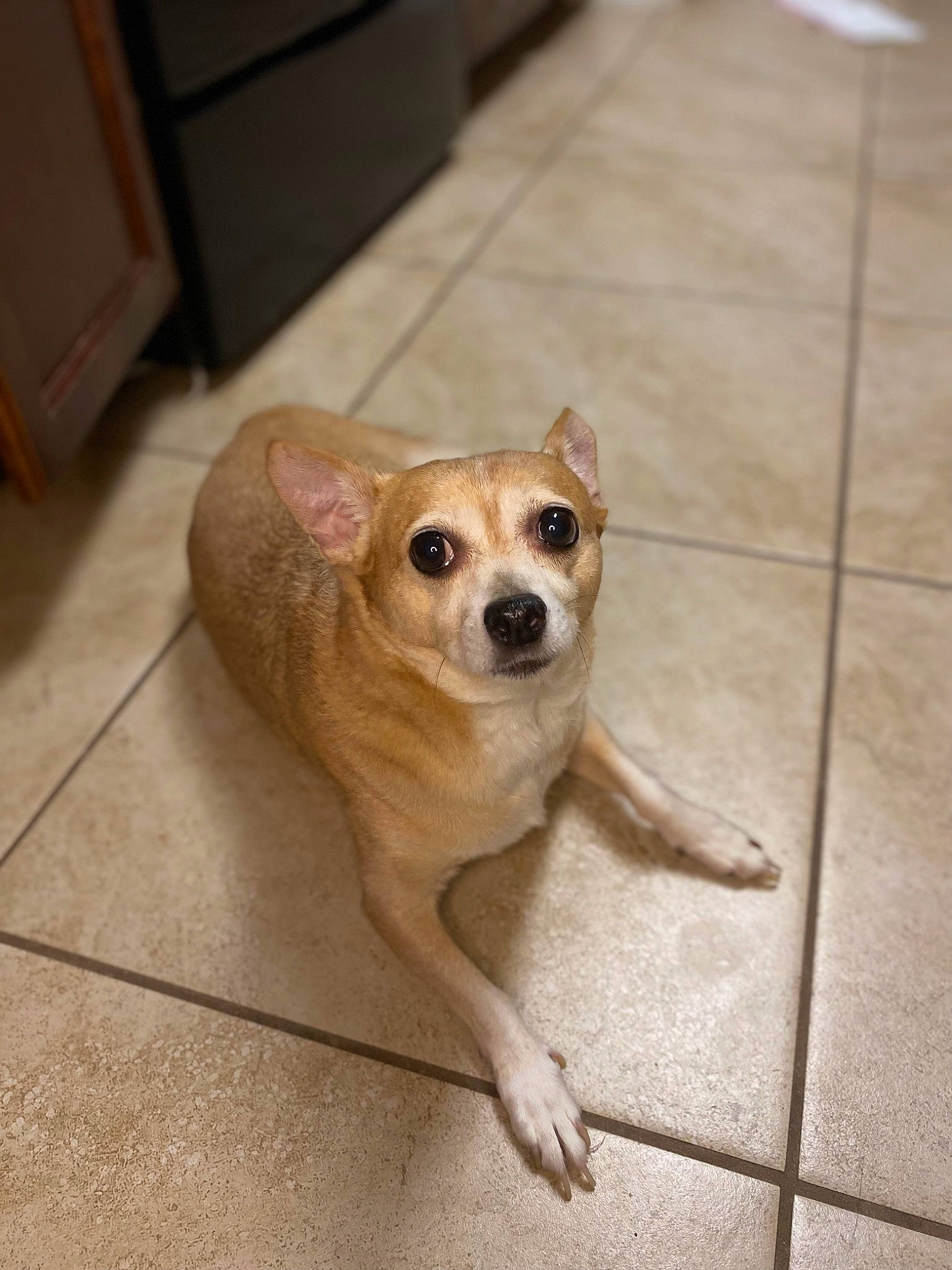 Dyson is registered to the contest to win money with this photo: canidae, carnivore, companion_dog, dog, dog_breed, door, fawn, floor, flooring, fur, hardwood, paw, sporting_group, sunglasses, tail, terrestrial_animal, toy_dog, whiskers, wood, working_animal