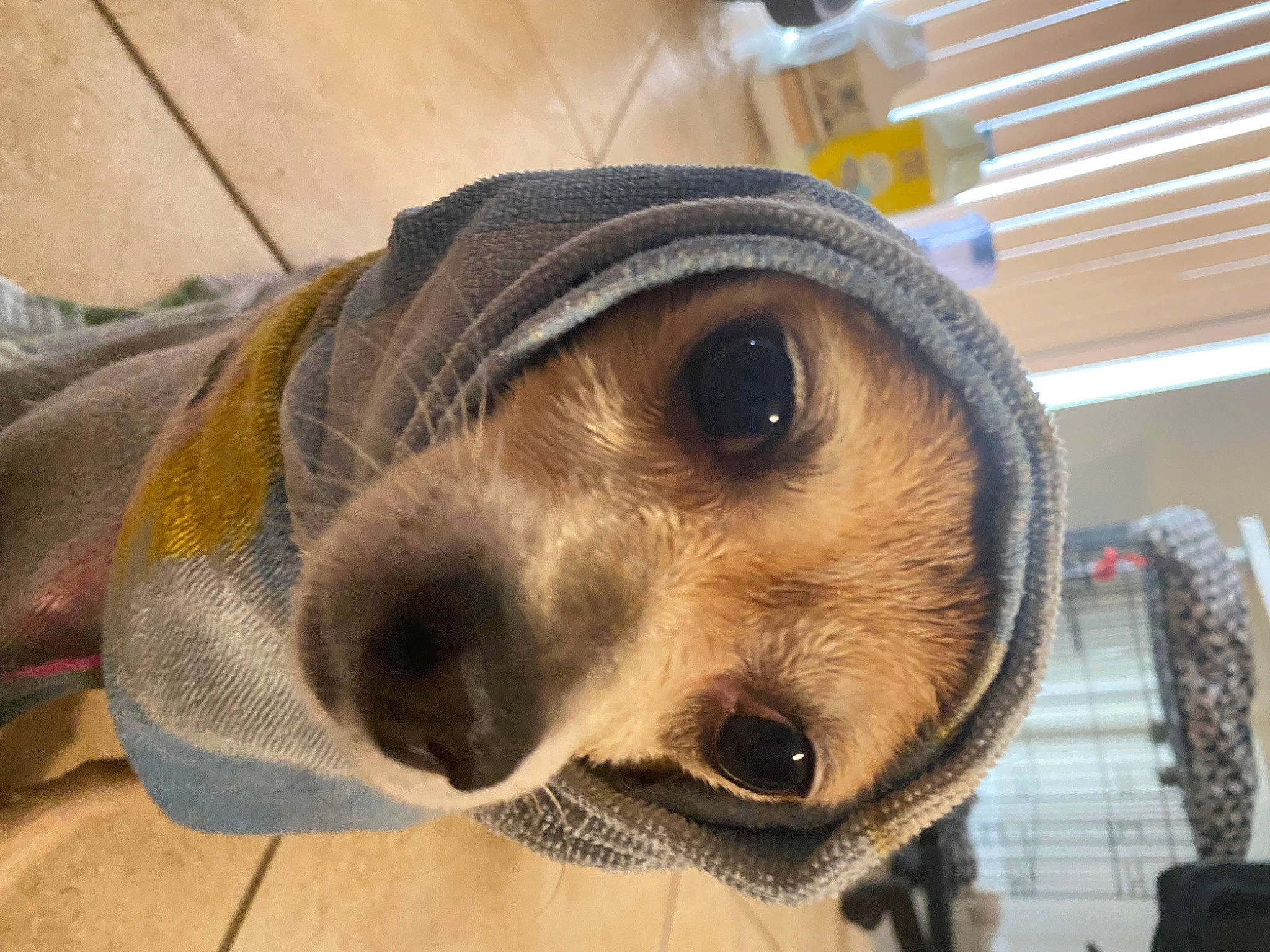 Dyson joined the competition — help win amazing prizes! animal_shelter, audio_equipment, canidae, carnivore, collar, comfort, companion_dog, dog, dog_breed, dog_supply, fawn, fur, hat, metal, personal_protective_equipment, snout, sporting_group, terrestrial_animal, whiskers, working_animal