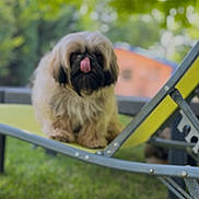 Valentine a rejoint le concours — aidez-le/la à gagner de superbes lots ! dog, outdoor, grass, lounge_chair, greenery, tongue_out, fluffy, pet, summer, nature, blurred_background, playful, canine, resting, animal, yard, sunlight, daytime, fur, relaxing