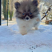 Myrtille a rejoint le concours — aidez-le/la à gagner de superbes lots ! adorable, animal, canine, cold, cute, daylight, dog, fluffy, fur, mammal, nature, outdoor, pet, playful, puppy, small, snow, walking, winter, young