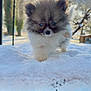 adorable, animal, canine, cold, cute, daylight, dog, fluffy, fur, mammal, nature, outdoor, pet, playful, puppy, small, snow, walking, winter, young