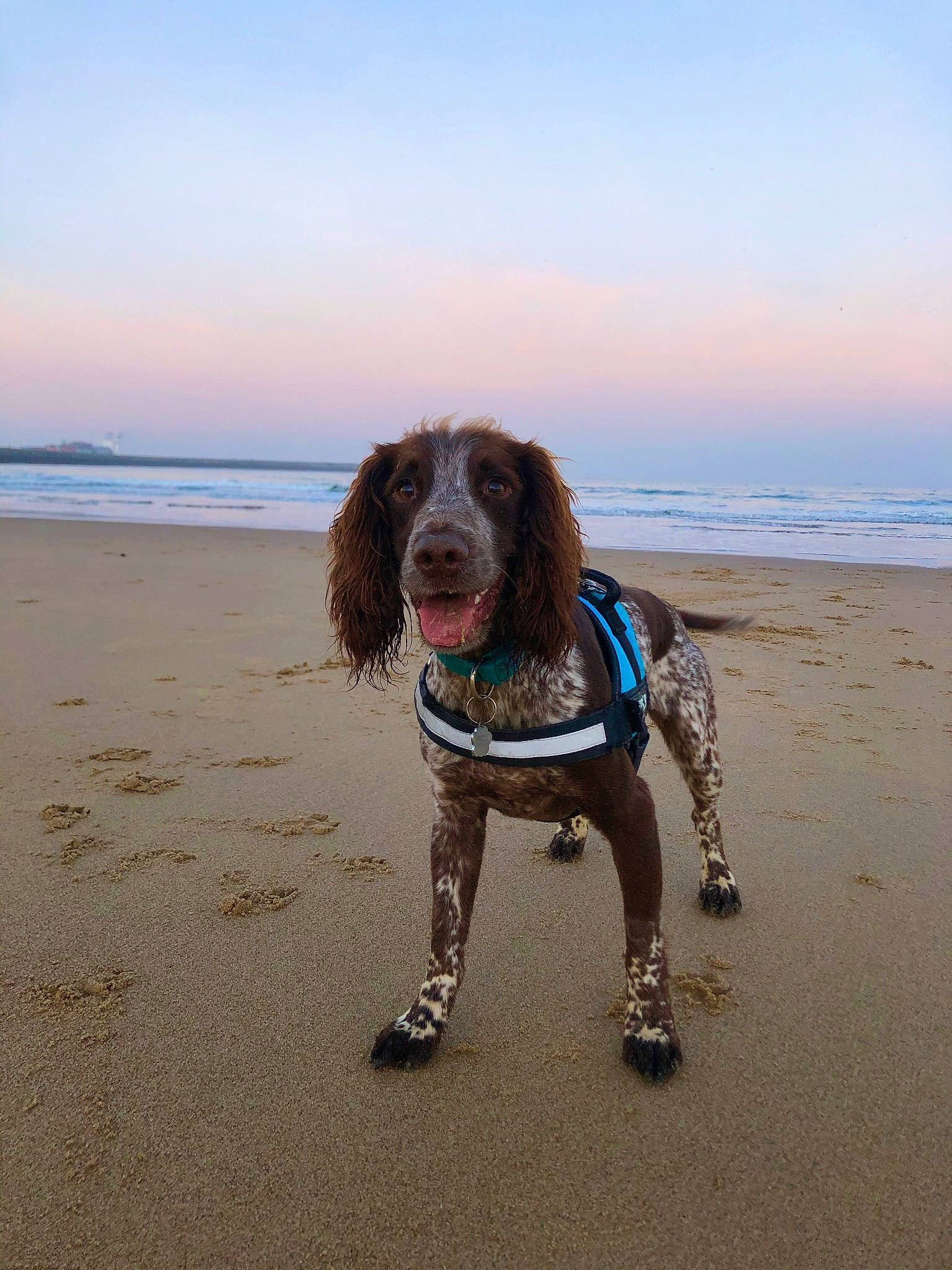 Bramble is registered to the contest to win money with this photo: beach, body_of_water, canidae, carnivore, companion_dog, dog, dog_breed, dog_supply, fawn, fun, horizon, liver, pet_supply, sky, sporting_group, vertebrate, water, water_dog, wave, wind_wave