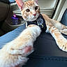 cat, orange_cat, white_cat, tabby, pet, animal, car, car_interior, seat, harness, collar, paw, whiskers, ears, eyes, portrait, close_up, lying_down, road_trip, cute