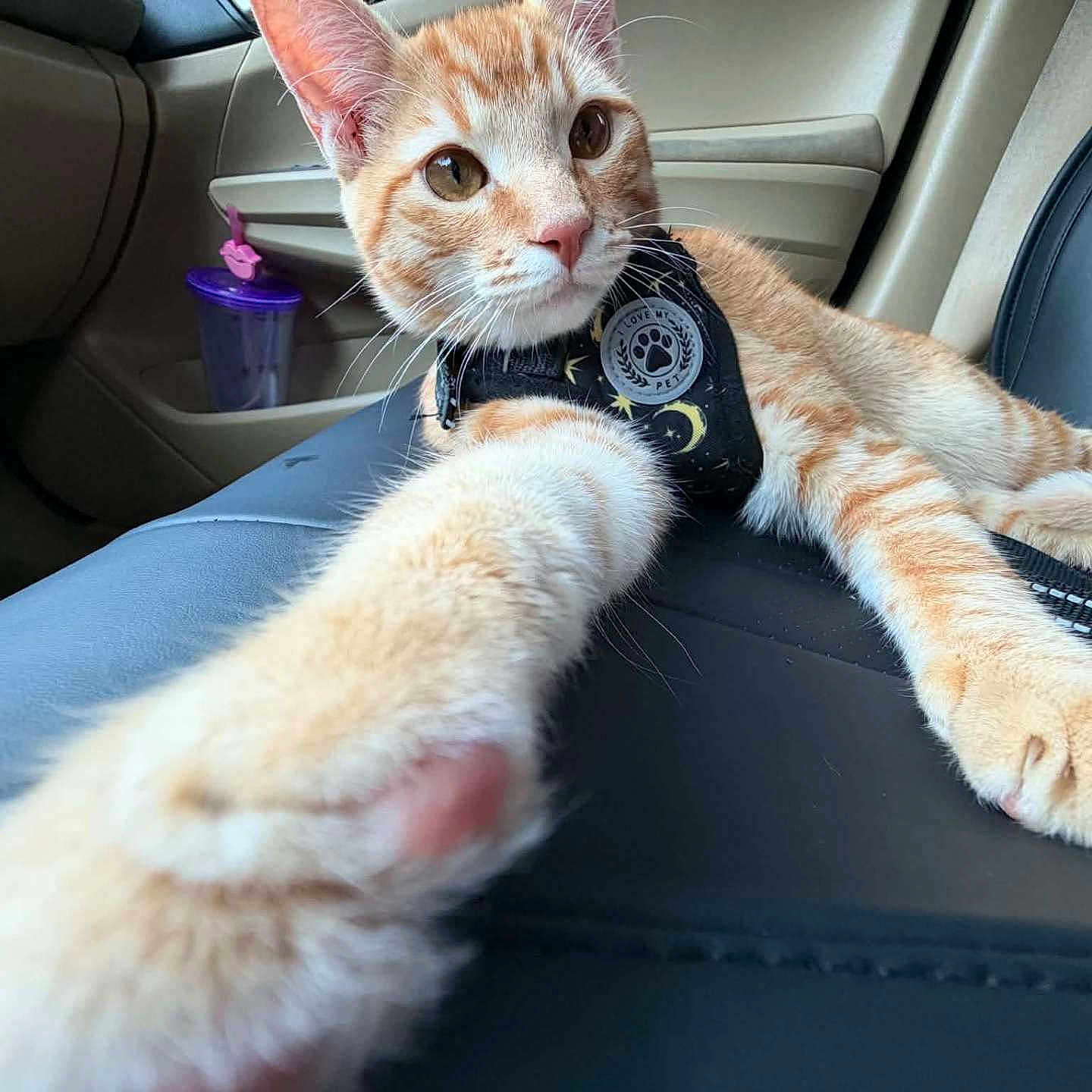 Peckas is registered to the contest to win money with this photo: cat, orange_cat, white_cat, tabby, pet, animal, car, car_interior, seat, harness, collar, paw, whiskers, ears, eyes, portrait, close_up, lying_down, road_trip, cute