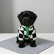 Prince joined the competition — help win amazing prizes! puppy, dog, pet, black_dog, checkered_jacket, clothing, sitting, mat, indoor, studio, portrait, cute, adorable, furry, small_dog, animal, isolated, gray_background, fashion, green_accent