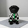 puppy, dog, pet, black_dog, checkered_jacket, clothing, sitting, mat, indoor, studio, portrait, cute, adorable, furry, small_dog, animal, isolated, gray_background, fashion, green_accent