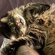 Roman joined the competition — help win amazing prizes! cat, tabby, fluffy, pet, animal, fur, whiskers, paws, playful, lying_down, closeup, indoor, cute, relaxed, feline, sleepy, domestic_animal, mammal, companionship, resting