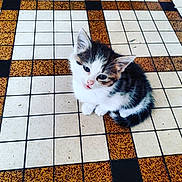 Oasis a rejoint le concours — aidez-le/la à gagner de superbes lots ! aegean_cat, cat, cat_like_mammal, domestic_short_haired_cat, european_shorthair, fauna, flooring, kitten, norwegian_forest_cat, small_to_medium_sized_cats, whiskers