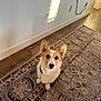 adorable, animal, blue_eye, brown_eye, canine, companion, corgi, curious, dog, domestic, ears_up, floor, fur, heterochromia, indoor, looking_up, pet, rug, small_dog, wooden_floor