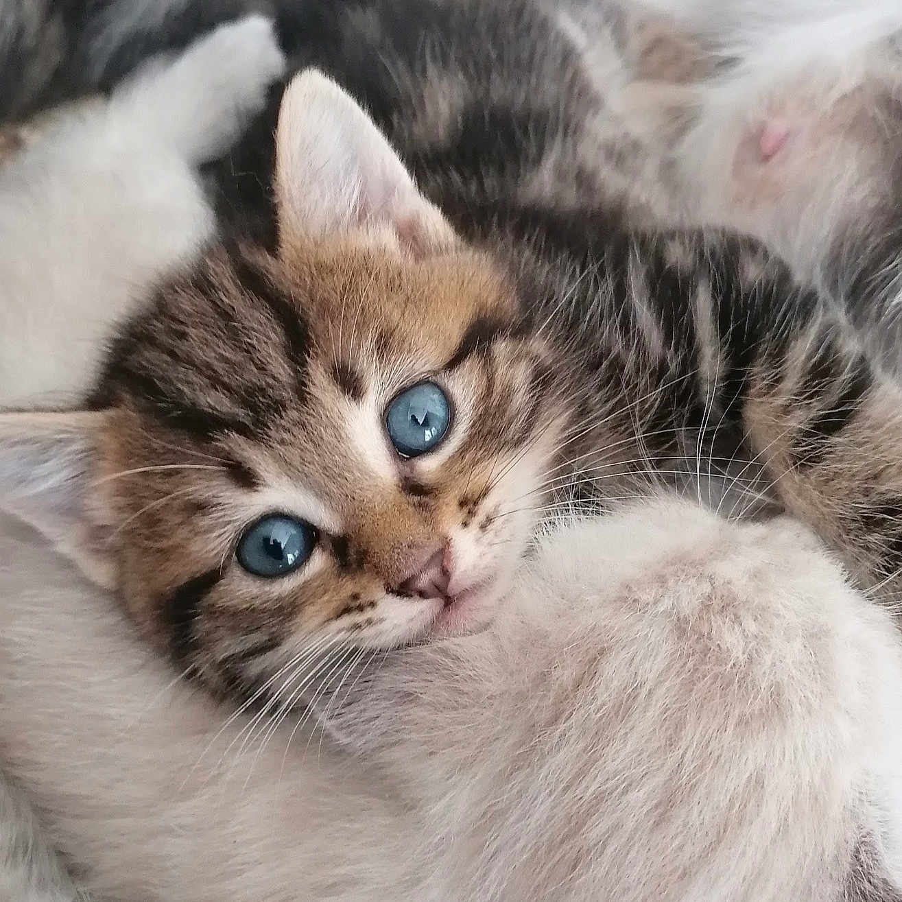 Tigrou a rejoint le concours — aidez-le/la à gagner de superbes lots ! animal_group, baby_animal, blue_eyes, cat, close_up, cozy, cuddle, cute, domestic_animal, fur, kitten, mammal, pet, resting, sleeping, snuggling, soft_texture, tabby, whiskers, young_animal