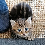 Tigrou participe au concours pour gagner de l'argent avec cette photo : animal, blue_eyes, carpet, cat, closeup, curious, cushion, cute, fabric, fur, indoor, kitten, paw, pet, playful, striped, texture, whiskers, woven, young