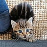 animal, blue_eyes, carpet, cat, closeup, curious, cushion, cute, fabric, fur, indoor, kitten, paw, pet, playful, striped, texture, whiskers, woven, young