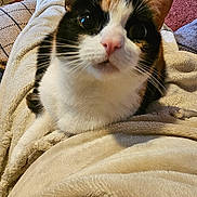 Kitty is registered to the contest to win money with this photo: cat, calico_cat, blanket, person, legs, carpet, cat_toy, indoor, furniture, cozy, pet, curious, close_up, whiskers, ears, pink_nose, relaxing, home, animal, cute