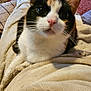 cat, calico_cat, blanket, person, legs, carpet, cat_toy, indoor, furniture, cozy, pet, curious, close_up, whiskers, ears, pink_nose, relaxing, home, animal, cute
