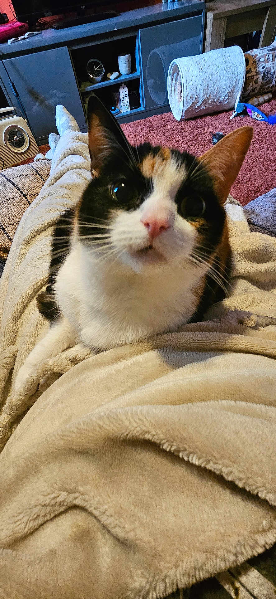 Kitty