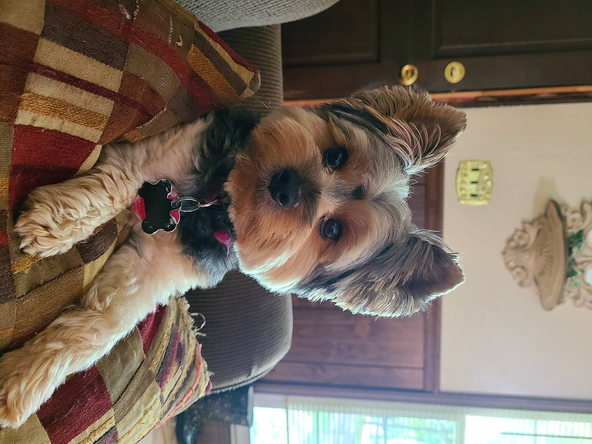 Snuggles is registered to the contest to win money with this photo: canidae, carnivore, collar, comfort, companion_dog, dog, dog_breed, dog_clothes, dog_supply, ear, fawn, fur, pet_supply, schnauzer, snout, sporting_group, toy_dog, window, wood, working_animal