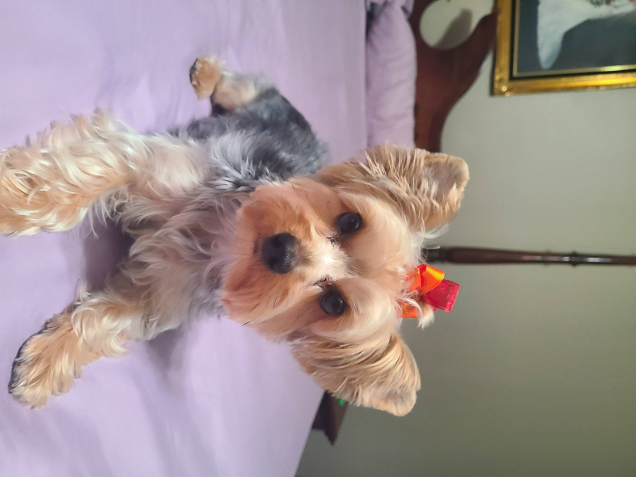 Lexi joined the competition — help win amazing prizes! canidae, carnivore, collar, companion_dog, dog, dog_breed, dog_clothes, dog_collar, dog_supply, event, fashion_accessory, fawn, fur, pet_supply, picture_frame, small_terrier, snout, sporting_group, toy_dog, working_animal