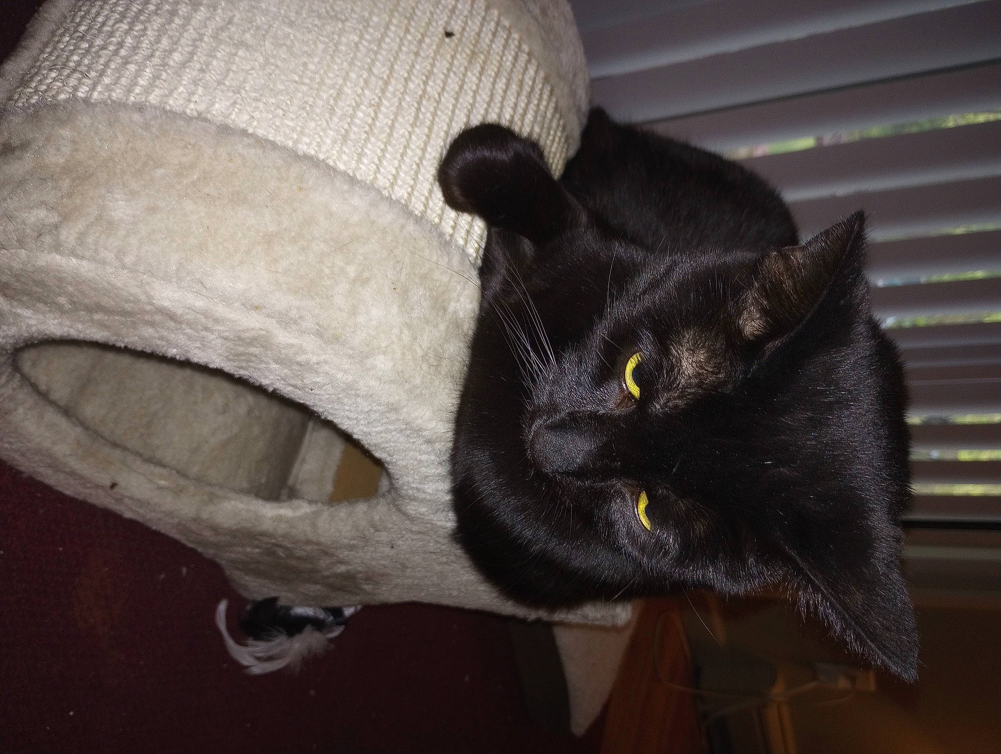 Ceejay joined the competition — help win amazing prizes! audio_equipment, bag, black_cat, carnivore, cat, cat_bed, cat_furniture, cat_supply, comfort, domestic_short_haired_cat, felidae, fur, grey, mammal, small_to_medium_sized_cats, snout, tail, terrestrial_animal, whiskers, wood