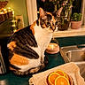 Bella joined the competition — help win amazing prizes! cat, calico_cat, orange_slices, bowl, kitchen_counter, candle, flowers, vase, fairy_lights, window, sink, plant, decor, home, cozy, domestic, pet, animal, indoor, still_life