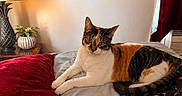 Bella joined the competition — help win amazing prizes! cat, calico_cat, bed, pillow, lamp, plant, blanket, flower_pattern, indoor, home, relaxed, feline, fur, resting, cozy, table, framed_picture, curtain, air_conditioner, wall