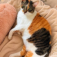 Bella joined the competition — help win amazing prizes! cat, calico, pet, animal, green_eyes, fur, whiskers, blanket, pillow, cozy, indoor, resting, cute, feline, soft, relaxed, comfort, warm, orange_fur, white_fur