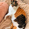 cat, calico, pet, animal, green_eyes, fur, whiskers, blanket, pillow, cozy, indoor, resting, cute, feline, soft, relaxed, comfort, warm, orange_fur, white_fur