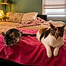 Bella is registered to the contest to win money with this photo: chinchilla, cat, calico_cat, pet, bed, blanket, indoor, cozy, animal, furniture, lamp, plant, window, pillow, shelf, decor, resting, cute, domestic_animal, fur